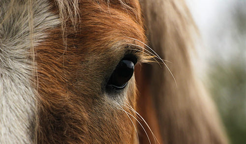 Angstfrei Kommunizieren und Körpersprache verbessern durch pferdegestützte Therapie